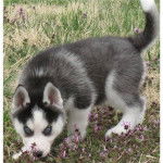 Idéfix - Husky Sibérien Mâle