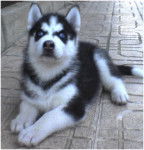 Maya - Husky Sibérien (10 mois)