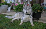 Nanuk - Husky Sibérien Mâle (10 ans)