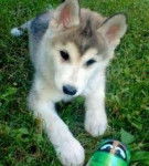 Bobbie - Husky Sibérien Mâle (4 mois)