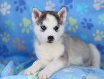 azul - Husky Sibérien Mâle (2 mois)