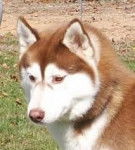 husky - Husky Sibérien (1 an)