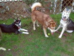 shadow, nanook and sky - Husky Sibérien (1 an)
