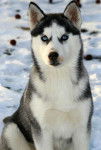 husky - Husky Sibérien (1 an)