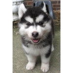 husky - Husky Sibérien (1 an)