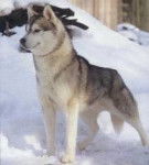 Jenova - Husky Sibérien (6 ans)