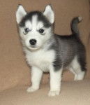 Sam - Husky Sibérien Mâle