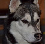 drako - Husky Sibérien Mâle (5 ans)