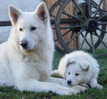 Lola&amp;Laurinda - Husky Sibérien (2 ans)