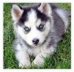 Coco - Husky Sibérien