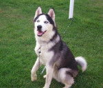 Roy - Husky Sibérien Mâle (5 ans)