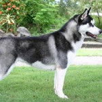 balto - Husky Sibérien Mâle (1 an)