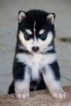 nikkita - Husky Sibérien (2 mois)