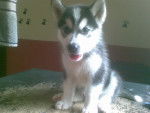 hush - Husky Sibérien Mâle (6 mois)