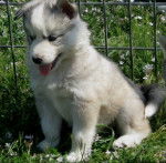 Akira - Husky Sibérien