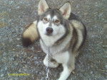 Nashoba - Husky Sibérien (2 ans)