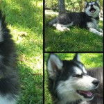 maya - Husky Sibérien (10 mois)