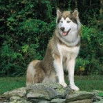 Crusier - Husky Sibérien Mâle (3 ans)