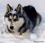 Blacky - Husky Sibérien Mâle (4 ans)