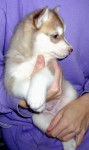 keiner - Husky Sibérien (1 mois)
