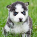 Jaimee - Husky Sibérien (3 mois)