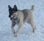 Kelly - Husky Sibérien (9 ans)