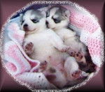 Emma & Sissy - Husky Sibérien (Autre)