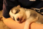 Emma snoozing - Husky Sibérien (Autre)