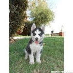 didi - Husky Sibérien (9 mois)