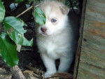 erka a 1mois 1/2 - Husky Sibérien