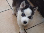 Caya - Husky Sibérien (6 mois)