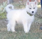 emanuel - Husky Sibérien Mâle (1 an)