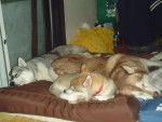 Mis flojitos - Husky Sibérien