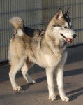 Timmy - Husky Sibérien Mâle (3 ans)