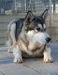 Timmy - Husky Sibérien Mâle (3 ans)