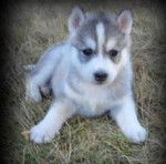 Nanani - Husky Sibérien (3 mois)