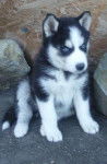 reik - Husky Sibérien Mâle (4 mois)