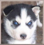 Ody - Husky Sibérien Mâle (7 mois)