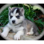 lucky - Husky Sibérien Mâle (10 mois)