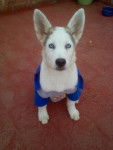 Keyser - Husky Sibérien Mâle (3 mois)