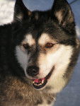 Ulik - Husky Sibérien (6 ans)