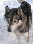 Umiok - Husky Sibérien Mâle (6 ans)