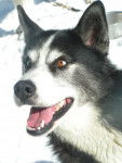 Utwo - Husky Sibérien Mâle (7 ans)