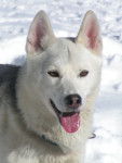 koen (se prononce koune) - Husky Sibérien Mâle (3 ans)