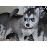 Light - Husky Sibérien Mâle (4 mois)
