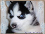 bb Croc Blanc - Husky Sibérien Mâle (4 mois)