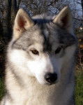 Spanke - Husky Sibérien Mâle (3 ans)
