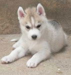 Chataigne - Husky Sibérien (4 mois)