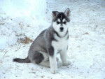 Filou - Husky Sibérien Mâle (2 ans)