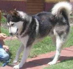 Shasta - Husky Sibérien Mâle (2 ans)